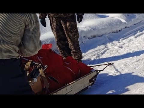 Видео: Охота на волков. Пришли три волка. Столько трудов а где удача🐺🐺🐺❄🐾