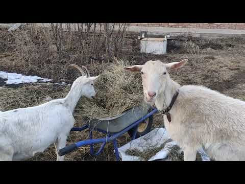 Видео: Коза страшный зверь, или? Что нужно чтобы завести козу.