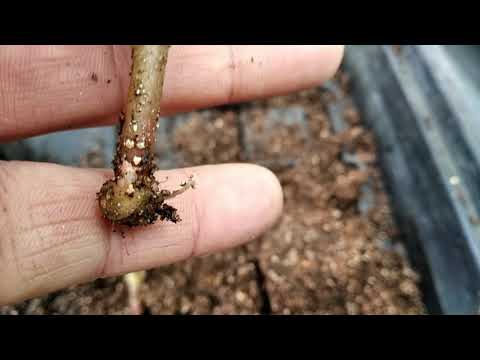 Видео: Как укоренить БЕГОНИИ? РАЗМНОЖЕНИЕ ЧЕРЕНКОВАНИЕМ!