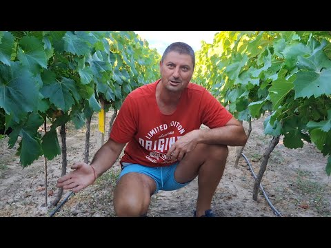 Видео: Как сделать домашний капельный полив для виноградника и сада дёшево и просто (CC: RU)