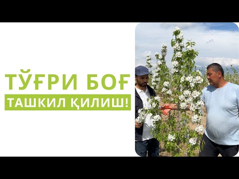 Видео: ТЎҒРИ МЕВАЛИ БОҒ АСЛИДА ҚАНДАЙ БЎЛАДИ?