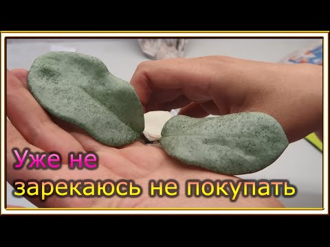Видео: Распаковка /Хойя Ретуза и черенки срезами