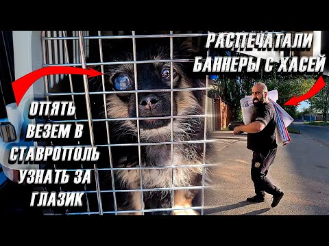 Видео: Везем в Ставрополь Дейзи и Тимошку. Берем кровь с Джесси. Кастрировали Тузика.