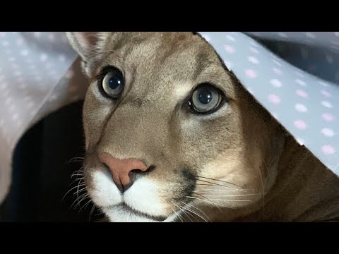 Видео: Пума Месси нашёл МЫШЬ в доме! | Кот показал что он отличный охотник!