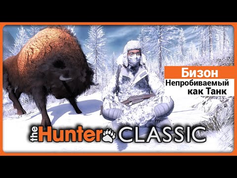 Видео: Охота на Бизона в theHunter Classic !