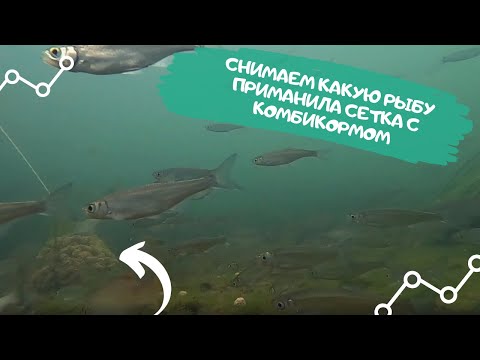 Видео: Снимаем какую рыбу приманила сетка с комбикормом. Съемка под водой