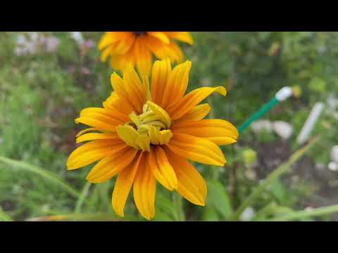 Видео: И снова сажаю #РОЗЫ#?