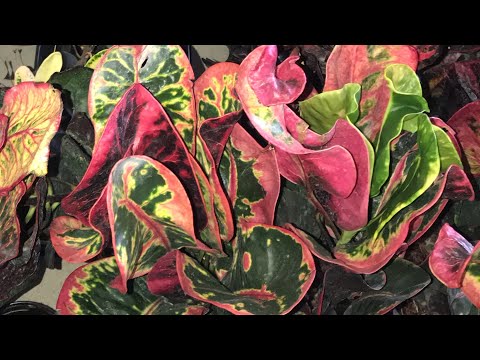 Видео: 😍Это надо Видеть!!!👀Тайские Кротоны! 🍀🍀🍀Это не фотошоп!