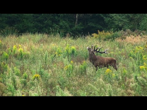 Видео: "Пастух". Благородные олени в брачный период