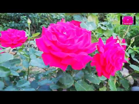 Видео: РОЗЫ НАЧИНАЮЩИМ. ОБРЕЗКА ВЗРОСЛОЙ РОЗЫ ОСЕНЬЮ