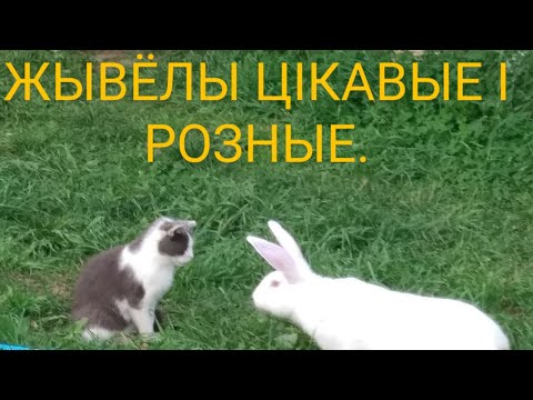 Видео: Жывелы цікавыя і розныя.