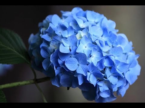 Видео: Как сделать голубую гортензию