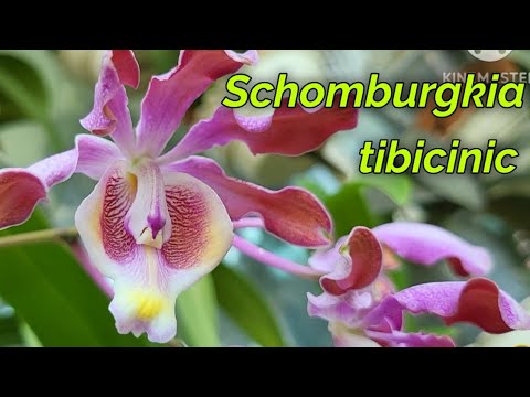 Видео: Schomburgkia tibicinis очередное домашнее цветение.