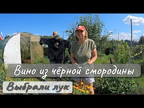 Видео: ВИНО ИЗ ЧЕРНОЙ СМОРОДИНЫ  ВЫБРАЛИ ЛУК