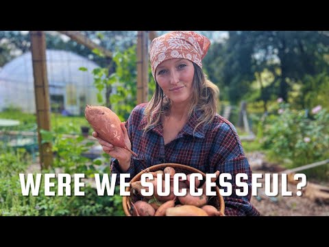 Видео: Мы попытались вырастить более 200 фунтов батата для обеспечения продовольственной безопасности…
