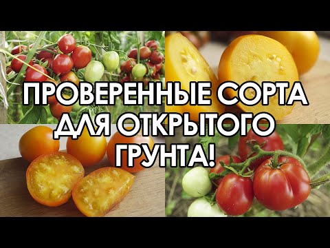 Видео: ПРОВЕРЕННЫЕ СОРТА ТОМАТОВ ДЛЯ ОТКРЫТОГО ГРУНТА!