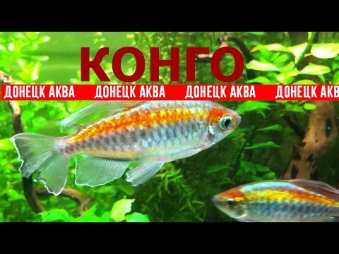 Видео: как содержать рыбу Конго. Phenacogrammus interruptus, Aquarium fish, Zierfische, Laichfische