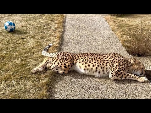 Видео: Герда неудачно упала играясь с мячом.. | Саша учит Герду тайком подсматривать в дверную щель