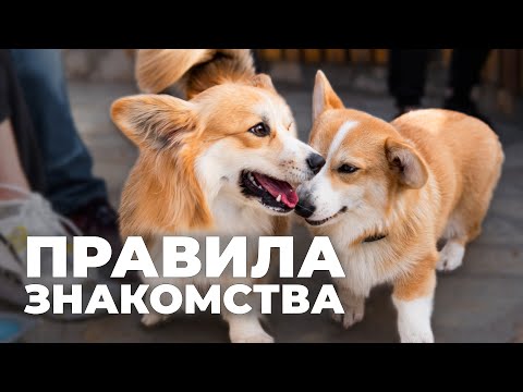 Видео: Как правильно знакомить собак 🐶 Главные ошибки и советы при встрече на поводке