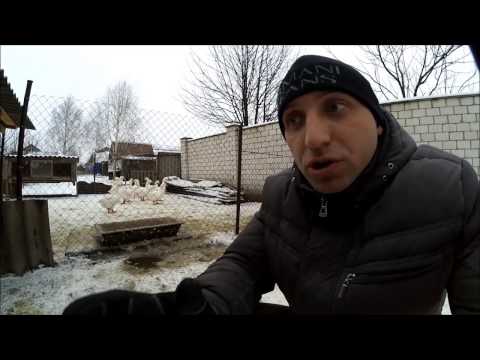 Видео: Разведение гусей//С чего начать