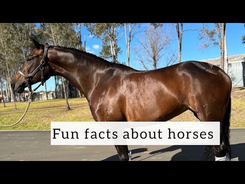 Видео: Чего вы не знаете о лошадях