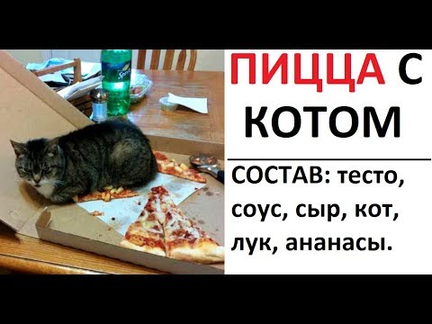 Видео: Лютые приколы. Состав пиццы - тесто, кот, соус, лук, ананасы.