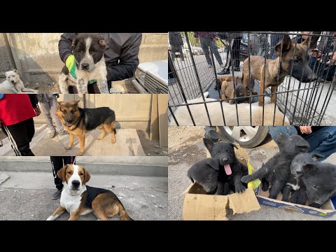 Видео: Сагбозори Хучанд Харидоро Хастми?