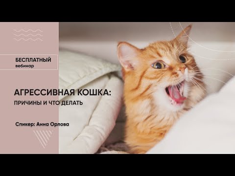 Видео: Вебинар «Агрессивная кошка: причины и что делать?»
