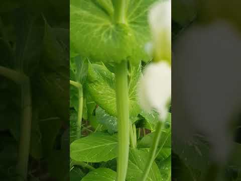 Видео: Горошек Оскар наливается.