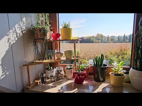Видео: Жизнь в Германии ,теплица, цветы и прогулка в городе.