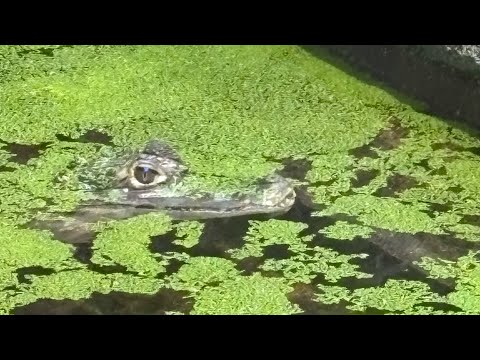 Видео: Каунасский Зоопарк 2025.11.08