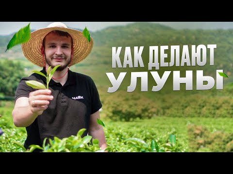Видео: Как делают улуны? Секреты производства гуандунский улунов.