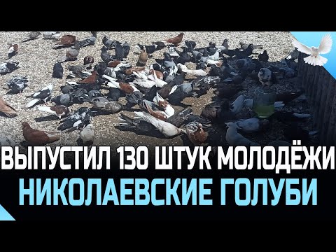 Видео: ВЫПУСТИЛ 130 ШТУК МОЛОДЁЖИ, НИКОЛАЕВСКИЕ ГОЛУБИ АЛЕКСАНДРОВА