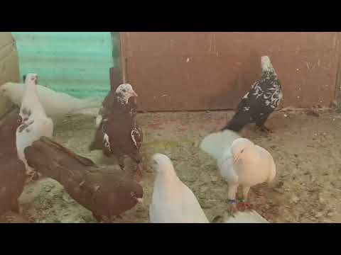 Видео: Сделай сам.