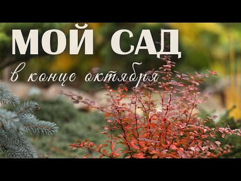 Видео: МОЙ САД: как выглядит сад в самом конце октября
