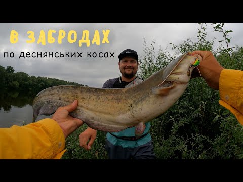 Видео: ПО КОСАХ Десни: окунь є, щука є, судак є, сом є! Ловля в забродах на Десні.