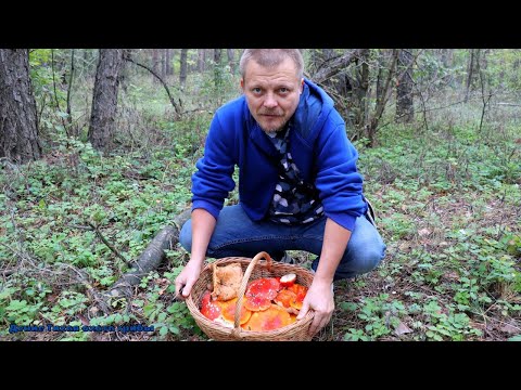 Видео: Красные мухоморы и перечный гриб