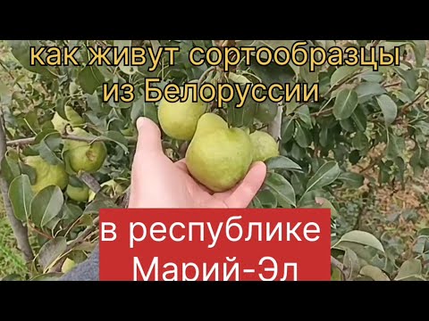 Видео: Как живут сортообразцы из Белоруссии в республике Марий-Эл.