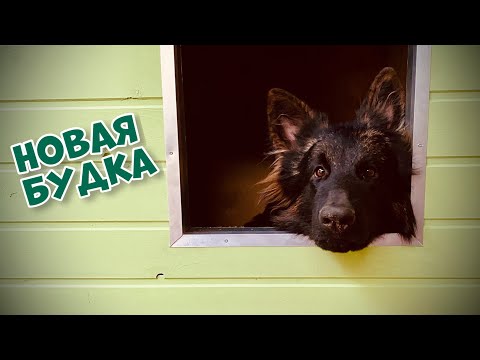 Видео: СОБАКИ РАДУЮТСЯ НОВОЙ БУДКЕ