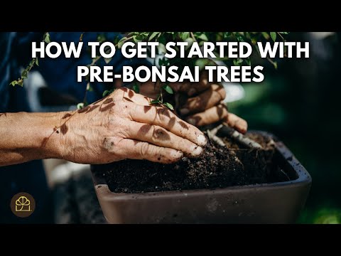 Видео: Как ухаживать за вашим BH Pre-Bonsai | Чего ожидать и как начать