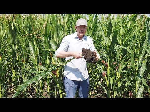Видео: Почему у кукурузы "зашитый рот"? Как предотвратить переуплотнение почвы?