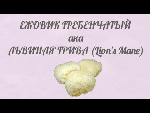 Видео: Результаты Исследований Потрясли - Гриб Львиная Грива - Ежовик Гребенчатый (Hericium Erinaceus)