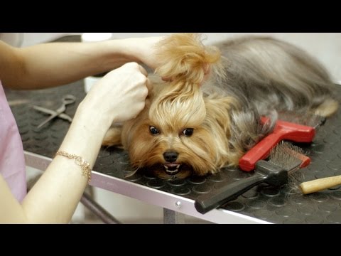 Видео: Колтуны у собак,что делать?как избежать?уход,спреи,расчески,одежда против колтунов.