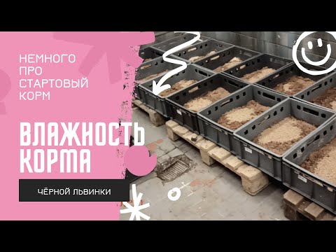 Видео: Влажность корма личинок чёрной львинки (немного про стартовый корм)