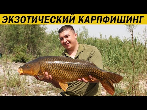 Видео: Незабываемая рыбалка на оз. Кинерет. Карпфишинг 2018
