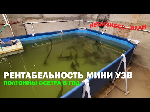 Видео: Рентабельность мини УЗВ на полтонны осетра в год. Как быстро и эффективно построить осетровую ферму!
