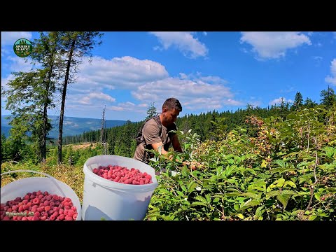 Видео: Как приготовить традиционный малиновый сироп в Трансильвании