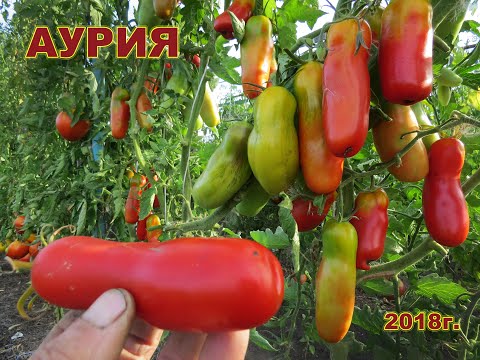 Видео: Длинноплодные томаты