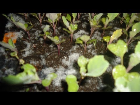 Видео: ПОЧЕМУ ИМЕННО РАННИЕ И ПОЗДНИЕ СОРТА КАПУСТЫ НУЖНО СЕЯТЬ  В ПЕРВУЮ ОЧЕРЕДЬ? Ольга Чернова.