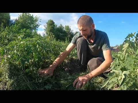 Видео: Помидоры без полива и лишних хлопот.